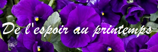 pansy banner french