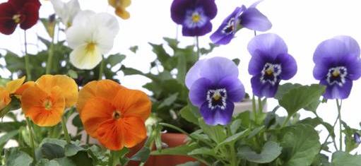 Pansy awareness campaign banner