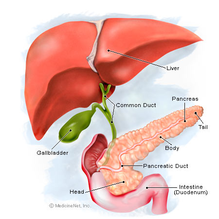 pancreas snapshot